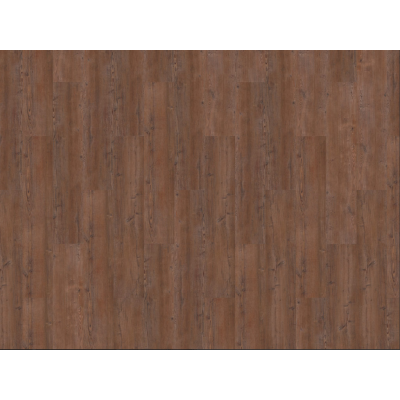 argyll fir serrano3